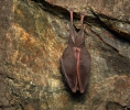 Murciélago pequeño de herradura