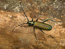 Musk Beetle