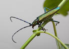 Musk Beetle