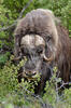 Muskox