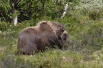 Muskox