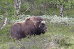 Muskox