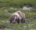 Muskox