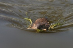 Muskusrat