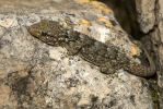 Muurgekko