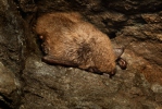 Myotis daubentonii