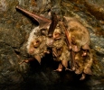 Myotis myotis