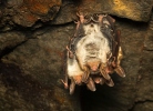 Myotis myotis