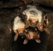 Myotis myotis