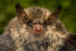 Myotis nattereri