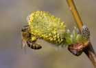 Naminė bitė
