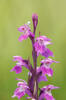 Narrow-leaved Marsh Orchid