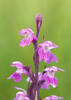 Narrow-leaved Marsh Orchid