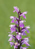 Narrow-leaved Marsh Orchid