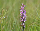Narrow-leaved Marsh Orchid