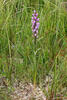 Narrow-leaved Marsh Orchid