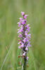 Narrow-leaved Marsh Orchid