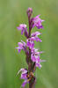 Narrow-leaved Marsh Orchid