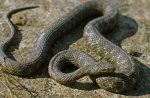 Natrix tessellata