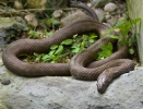 Natrix tessellata