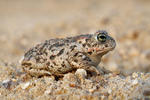 Natterjack Toad