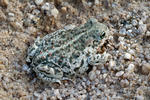 Natterjack Toad