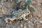 Natterjack Toad