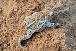 Natterjack Toad