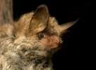 Natter's Bat