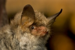 Natter's Bat