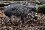 Negros Warty Pig