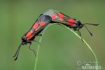 New Forest Burnet