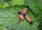 New Forest Burnet