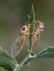 New Forest Cicada