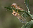 New Forest Cicada