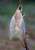 New Forest Cicada