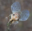 New Forest Cicada
