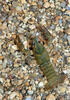 Noble Crayfish