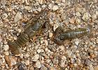 Noble Crayfish