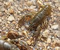 Noble Crayfish