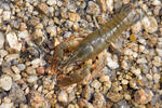 Noble Crayfish