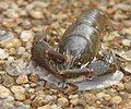 Noble Crayfish