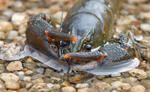 Noble Crayfish