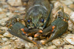 Noble Crayfish