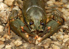 Noble Crayfish