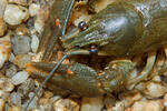 Noble Crayfish