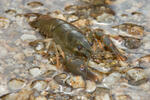 Noble Crayfish