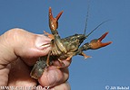 Noble Crayfish