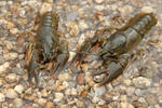 Noble Crayfish