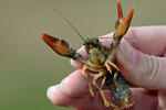 Noble Crayfish